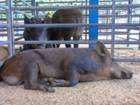Pigs Dumfries Mart (11)